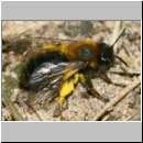 Andrena clarkella - Sandbiene w10 13mm.jpg